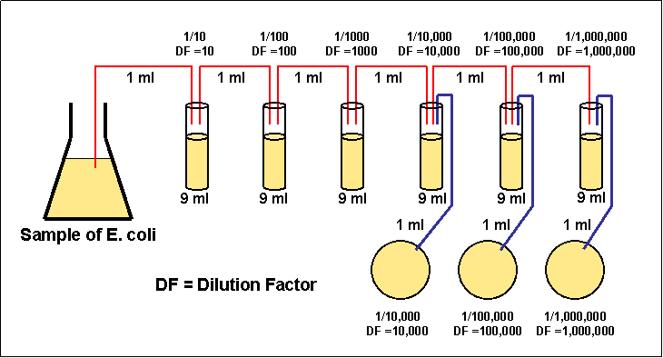 Laboratory Dilution Chart