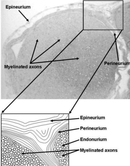 teased myelinated nerve fiber slide