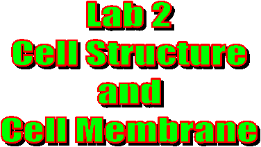 Lab 2
Cell Structure
and
Cell Membrane